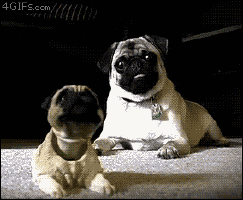 pug-playing-with-pug-bobblehead