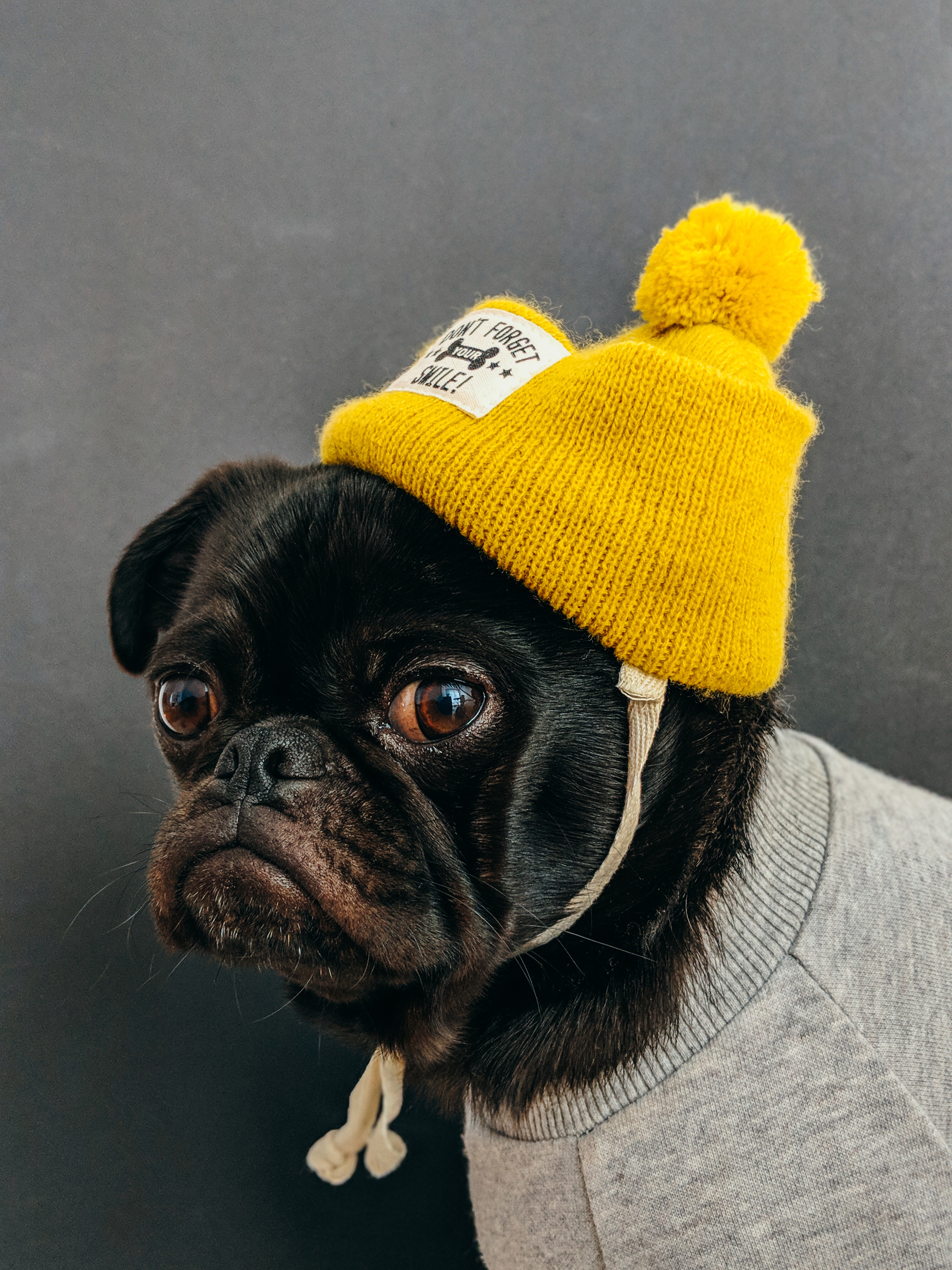 a-pug-in-a-toque