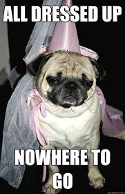 dressed-up-nowhere-to-go-pug-in-princess-costume