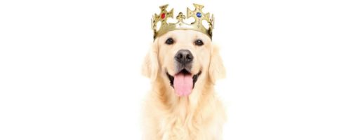 Yellow-lab-in-crown-content-is-king