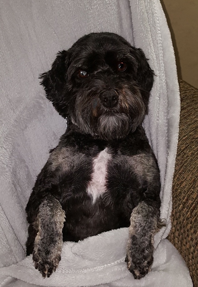 Maggie-dog
