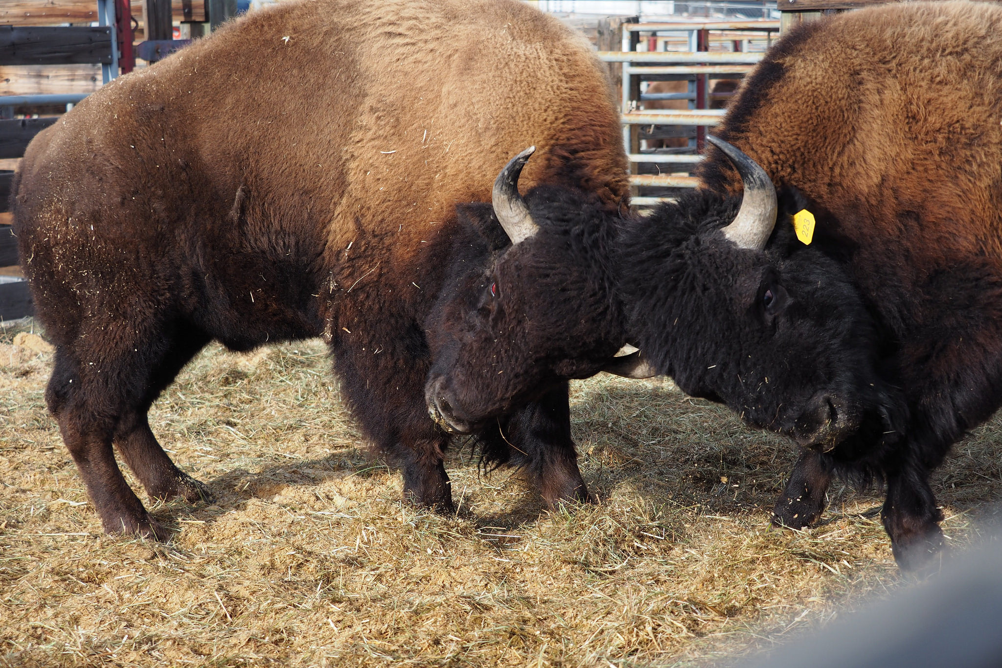 2-bison-butting-heads-and-fighting 2-bison-butting-heads-and-fighting