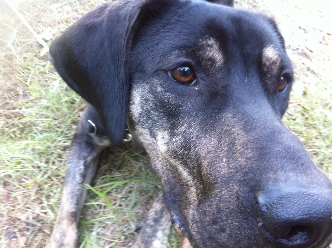 Rachel-Denney-pup-photo