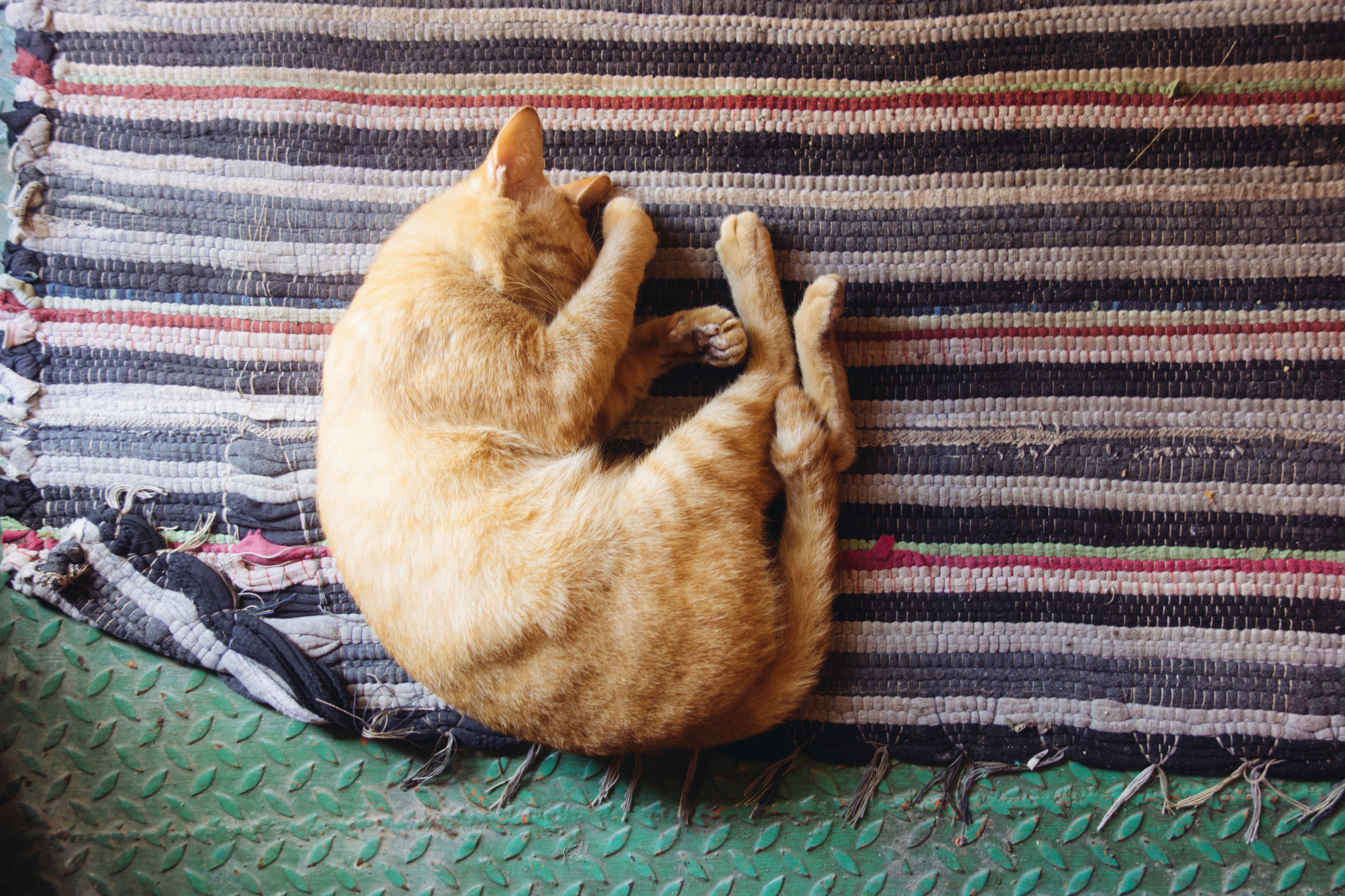 cat-curled-up-on-striped-rug